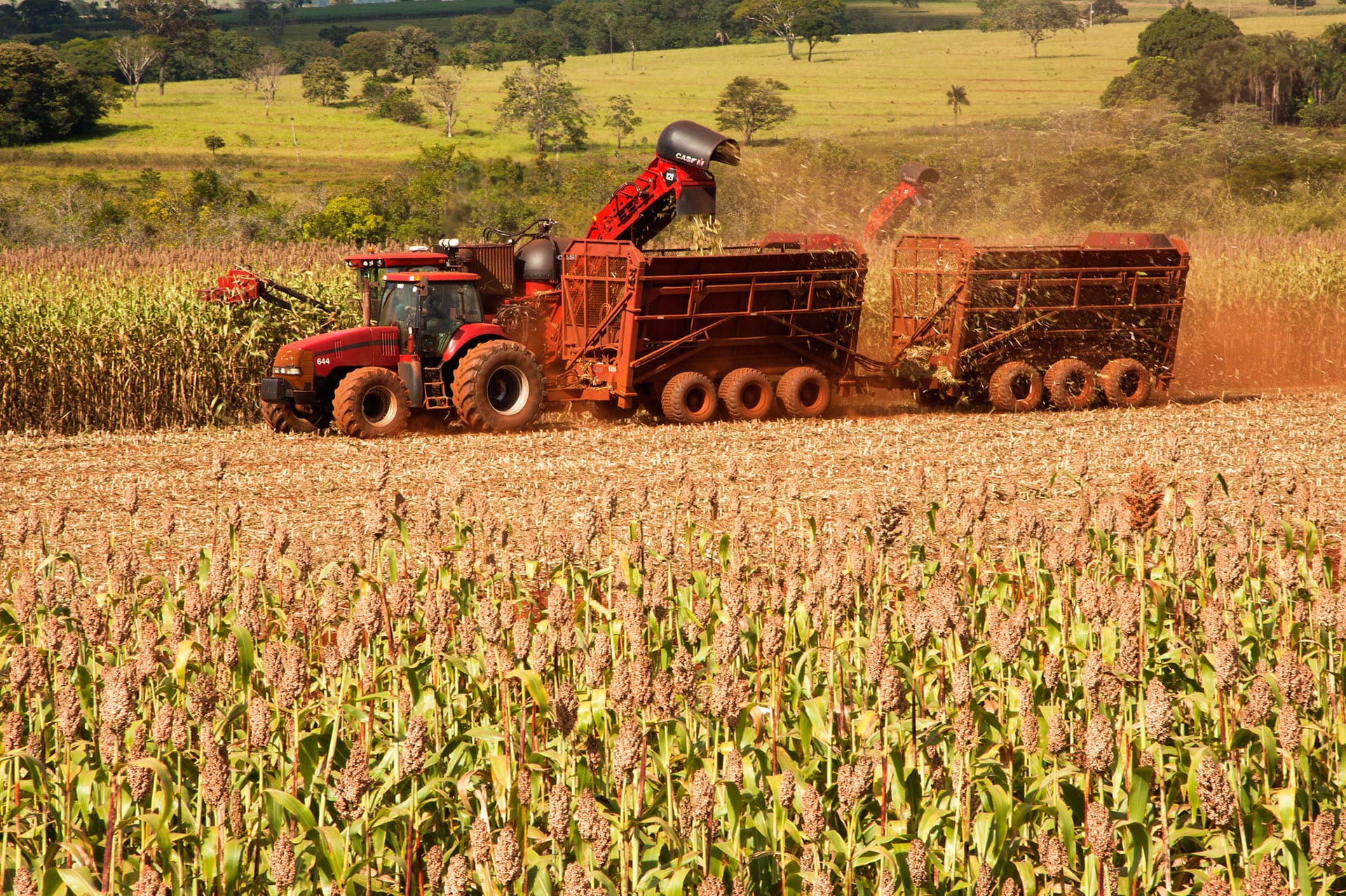 Hengel Transportes - Sorgo alta biomassa  usado na reforma dos canaviais